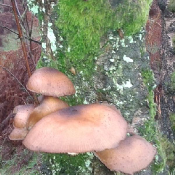 Fungus Foray: Chatsworth